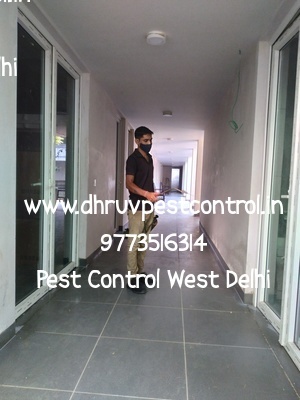  Pest Control West Delhi
