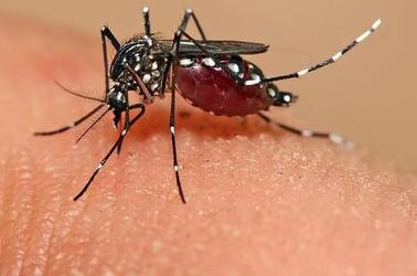 Mosquito Control Services