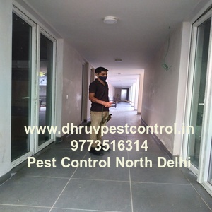  Pest Control north Delhi