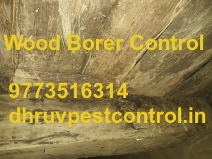 wood borer control services